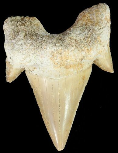 Otodus Shark Tooth Fossil - Nice Tooth #67243